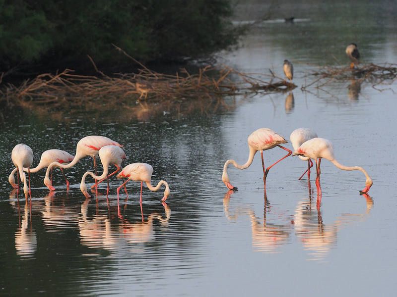 Aves en la dehesa de abajo, puebla del río, sevilla