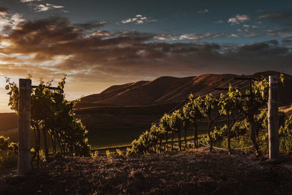 viñedo al atardecer para la recogida de uva para vino mosto